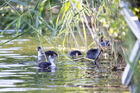 Duck with ducklings on the riverの写真素材