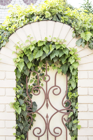 Ivy on a forged fence. An ivy twig on a beige brickの写真素材