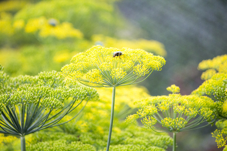 Blossoming dill. 
Fennel bedsの写真素材