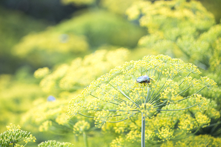 Blossoming dill. 
Fennel bedsの写真素材