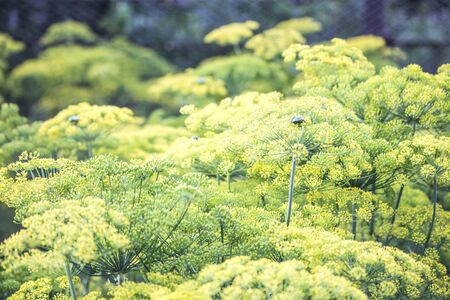 Blossoming dill. Fennel beds