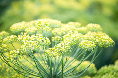 Blossoming dill. Fennel bedsの写真素材