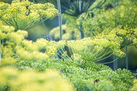 Blossoming dill. 
Fennel bedsの写真素材