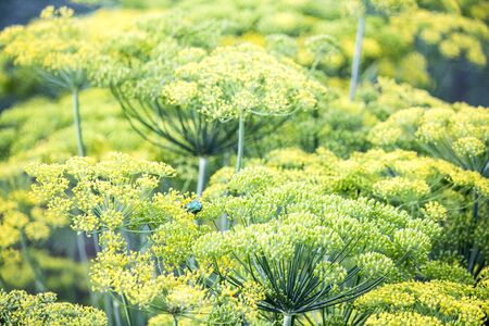Blossoming dill. 
Fennel bedsの写真素材