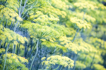 Blossoming dill. 
Fennel bedsの写真素材