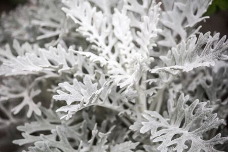 
Bushwood ornamental wormwood. Gray bush. Gray plantの写真素材