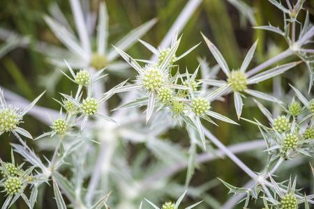 Spiny wildflowers. Thistle. の写真素材