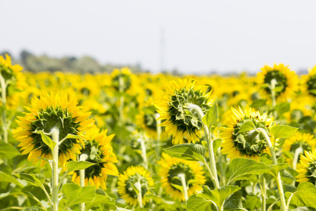 Field with sunflowers. Young sunflowersの写真素材