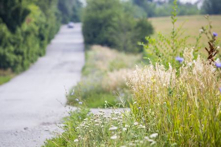 
Road in the field. Summer fieldの写真素材