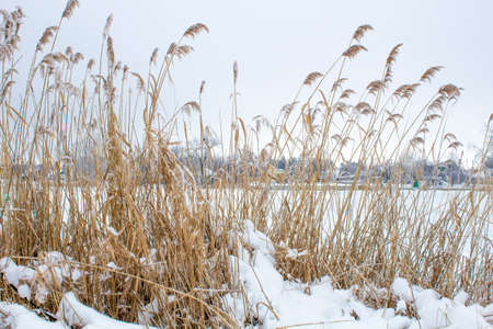 Beautiful snowfall. Winter landscapeの写真素材