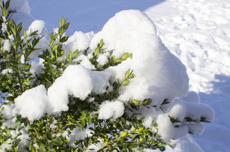 Beautiful snowfall. Snow on the branches of bushes and treesの写真素材