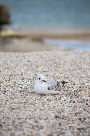 Sea. Beautiful seascape. Seagulls on the sea. Seagulls on the shoreの写真素材