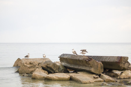 Sea. Beautiful seascape. Seagulls on the sea. Seagulls on the shoreの写真素材