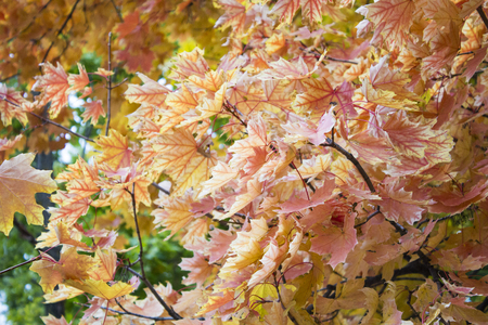 Autumn leaves. Beautiful yellow maple leaves. Tree branches in autumnの写真素材