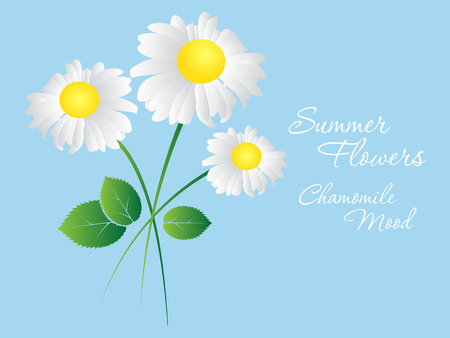 Daisy flowers on a blue background. Template for postcards and business cards. Vector illustration color.のイラスト素材
