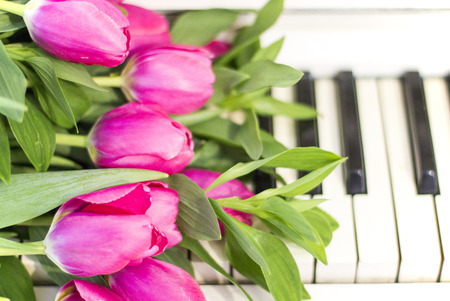 Pink tulips and notes. Pink tulips on white pianoの写真素材