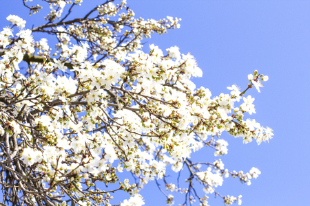 Blooming tree. Branch of a blooming treeの写真素材