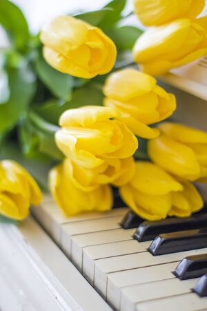 yellow tulips on a white pianoの写真素材