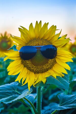 glasses on sunflower macro. concept be specialの写真素材