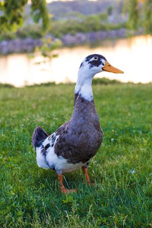 Goose on the grass in the park