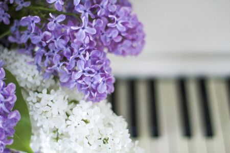 lilac on piano close-up. White piano. Lilac bouquet several colors over Syringa vulgaris. Lilac flowers bunch. の写真素材