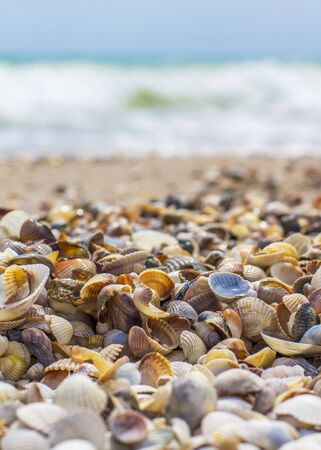 Seashells on the seashore. Sea waves. Coastの写真素材