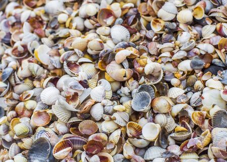 Seashells texture, pattern wallpaper closeupの写真素材