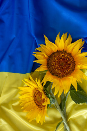 Flag of Ukraine and sunflowersの写真素材