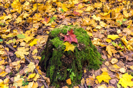 Mossy old tree stump with colorful red and yellow maple leaves. Vivid autumn background.の写真素材