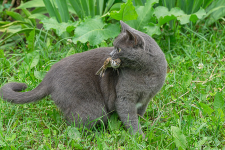 Gray domestic cat catches house sparrow and looking around. It holds dead bird in his jaw, getting ready to eat. Shallow focusの写真素材