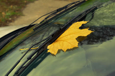 Fallen yellow autumn maple leaf pressed under windshield wiper. Autumn automibile concept. Close up. Selective focus on leaf. Vivid colors, tonedの写真素材
