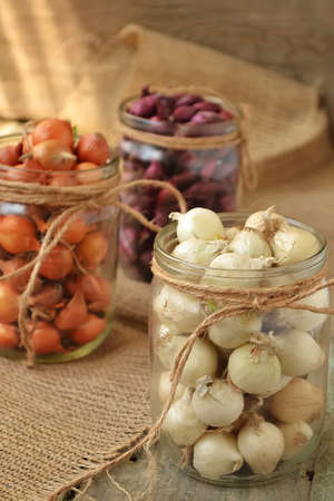 onion Seedling different colors in glass jarsの写真素材