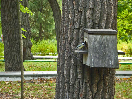 Barnacle Tit photo. Feeding the titmouse from the trough. Birds of the parks. The titmouse is...