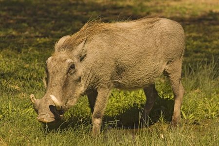 Savannah warthog.  Phacochoerus africanus.の写真素材