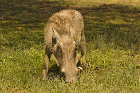 Savannah warthog.  Phacochoerus africanus.の写真素材