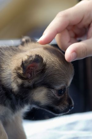 Child's Hand Petting a Brown Puppyの写真素材