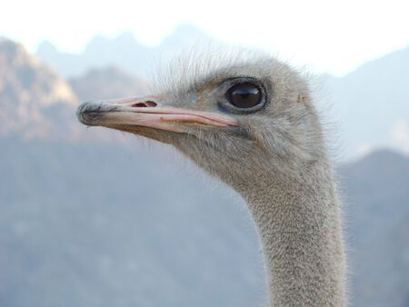 ostrich male peers in the desert looking for dangerの写真素材