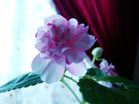 delicate pink flower blooms in a cozy roomの写真素材