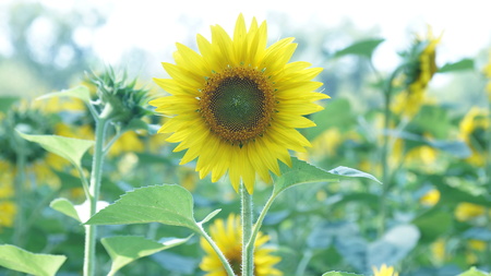 Big flower of sunflower is turned to the sunの写真素材