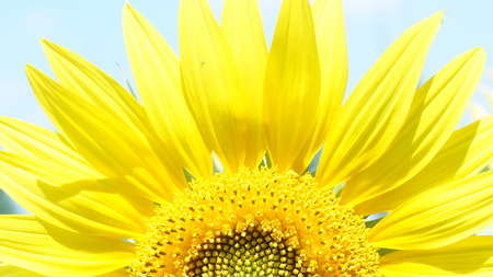 Big flower of sunflower is turned to the sunの写真素材