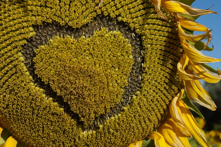 Heart on a flower of a sunflower. Flower sunflower bloom on a field of sunflowersの写真素材