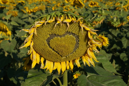 Heart on a flower of a sunflower. Flower sunflower bloom on a field of sunflowersの写真素材