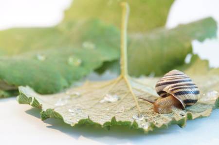Snail isolated on grape leaves.の写真素材