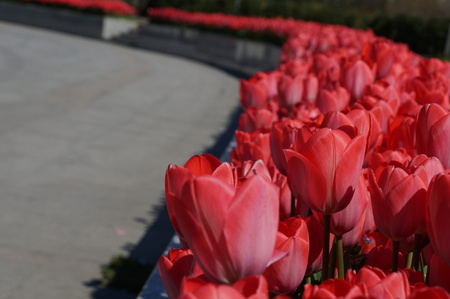 Spring. Nature. Red tulips blossomed under the spring sun in the city park.の写真素材