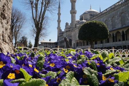 Blue flowers near the mosque in Istanbul. Park in Istanbul. Blue flowers blossomed in the spring under a warm sun.の写真素材