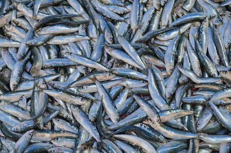 Sea fish is freshly caught and sold on food stalls