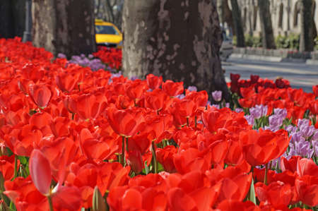 Beautiful tulips bloom in the spring in city parks and squaresの写真素材