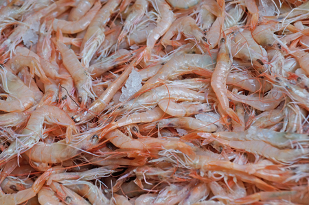 Fresh sea prawns are sold on the store shelves. Fresh seafood.の写真素材