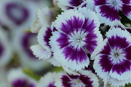 Small bright flowers bloom on a sunny day in summerの写真素材
