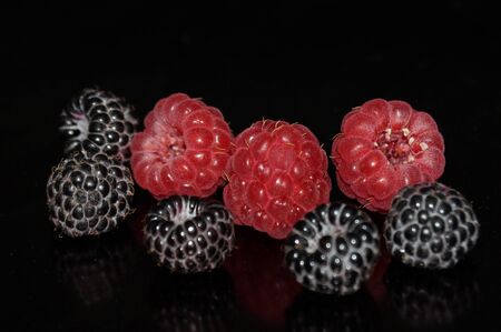 Red and black raspberries isolated on a black background.の写真素材